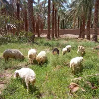 فروش میش. بز