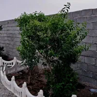 باغ-و-باغچه175متری-برق-قانونی-آب-تهاترباخودرو