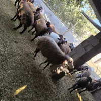 میش  بره بزغاله|حیوانات مزرعه|مبارکه, |دیوار