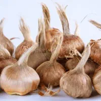 پیاز زعفران