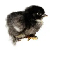 جوجه یک روزه باشت