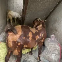 فروشی|حیوانات مزرعه|میناب, |دیوار