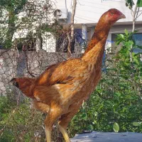 انواع مرغ و جوجه لاری