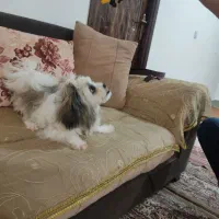 سگ کوتاه ۵ماهه|سگ|گرگان, |دیوار