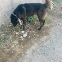 واگذاری سگ|سگ|قم, باغ شریفی|دیوار