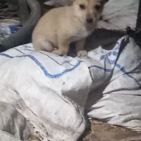 پاکوتاه