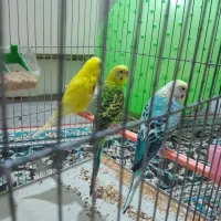 فروش مرغ عشق