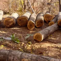 فروش چوب تبریزی|خدمات باغبانی و درختکاری|قزوین, |دیوار