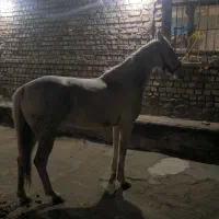 مادیان یورقه|اسب و تجهیزات اسب‌سواری|نیشابور, مازول|دیوار