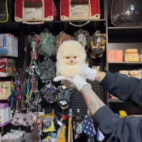 گربه پرشین سگ پامر