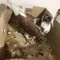 کبوتر|پرنده|بناب, |دیوار