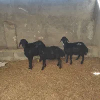 بره|حیوانات مزرعه|هشتگرد, تهران دشت|دیوار