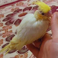 جوجه عروس۵۰روزه