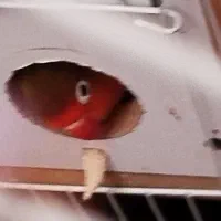 4عدد طوطی برزیلی|پرنده|زرند, |دیوار