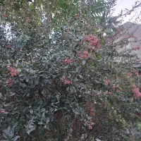 فروش  درختچه زرشک میوه ده..بعلاوه یک صنوبر 3ساله