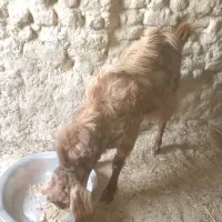 بز مری نر فروشی|حیوانات مزرعه|هیرمند, |دیوار