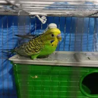 مرغ عشق مولد|پرنده|شیراز, مسلم|دیوار