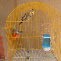 سلام یک جفت عروس هلندی بفروش میرسد