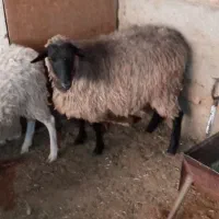 بره ماده لاروف.