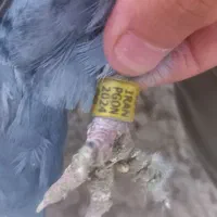 کبوتر دوبر|پرنده|اردبیل, |دیوار