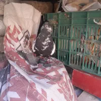 کفتر|پرنده|گلبهار, شهر جدید گلبهار|دیوار