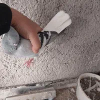 کبود دمسفید ماده|پرنده|کوهین, |دیوار