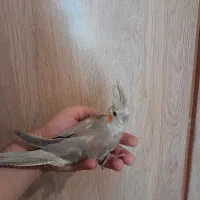 جوجه عروس هلندی