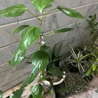 فروش ۱۰ نوع گل