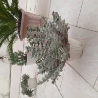 فروش گل فوری  نصف قیمت توافقی