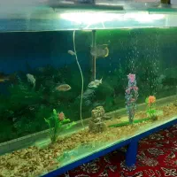 آکواریوم بزرگ