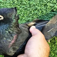 زاغ سیاه ابادانی|پرنده|بندر ماهشهر, |دیوار