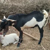 گوسفند نری