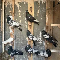 ۸ تا کفتر کله سینه پرشی