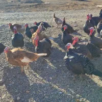 بوقلمون نر وماده