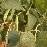 لوبیا درجه یک ایرانی (زنجان) سفید کشاورزی و چیتی