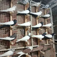 پرنده رنگی|پرنده|شیراز, ارم|دیوار