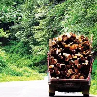 خرید درختان جنگلی و میوه