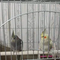 دو عدد عروس هلندی 45 روزه