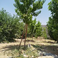زمین-باغی-داخل-مجتمع-کاهو