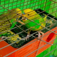 فروش مرغ عشق|پرنده|تکاب, |دیوار