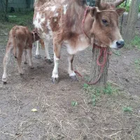 گاو وگوساله