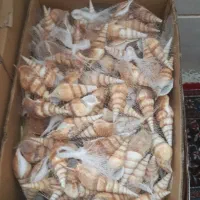 پخش عمده|ماهی|تهران, میدان میوه و ترهبار مرکزی|دیوار