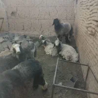 بره نر کشتاری|حیوانات مزرعه|جرقویه, |دیوار