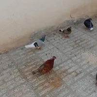 کبوتر