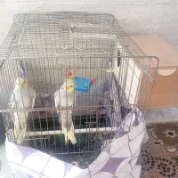 عروس هلندی