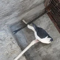 کبوتر|پرنده|سراوان, |دیوار