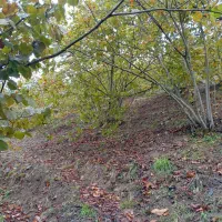 باغ فندق جای بکر|فروش زمین و ملک کلنگی|رحیمآباد, |دیوار