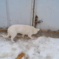 سگ پاکوتاه|سگ|شیروان (خراسان), |دیوار