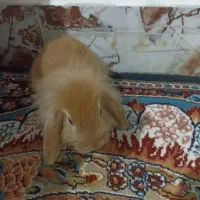 خرگوش لپ هلندی|موش و خرگوش|ایرانشهر, |دیوار