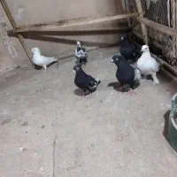کفتر یاهو|پرنده|قم, گلزار|دیوار